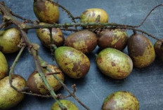 Konsumsi Buah Matoa dengan Rutin, Ini 5 Manfaat Utama yang Bisa Diperoleh Tubuh!