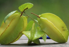 Faktanya Buah Belimbing Bisa Tumbuh dengan Cuaca Kering, Cek Fakta Menarik Lainnya!