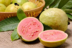 Jambu Biji hingga Mangga Kaya Akan Kandungan Vitamin C, Cek Daftar Lengkapnya Disini!