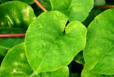 Miliki 2 Jenis Warna Daun, Inilah Fakta Unik yang Tersimpan dalam Daun Binahong 