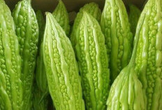 Pahit? Cek Manfaat Konsumsi Pare untuk Kesehatan Tubuh, Sayuran yang Kaya Nutrisi