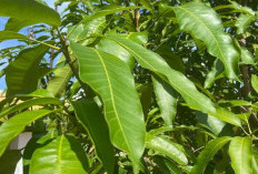 Bahan Alami Pengobatan Tradisional, Inilah Manfaat Daun Mangga untuk Kesehatan 