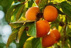 Ini 6 Tawaran Manfaat Buah Kesemek untuk Kesehatan Tubuh, Bikin Mata Jadi Sehat