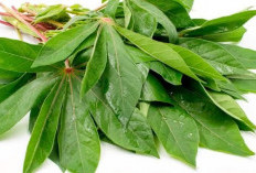 Ini 5 Manfaat Daun Singkong untuk Ibu Hamil, Terbukti Ampuh Jaga Berat Badan