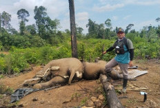 Identifikasi Kematian Gajah Mukomuko: Polisi Kirim Sampel Organ Vital ke Laboratorium Forensik