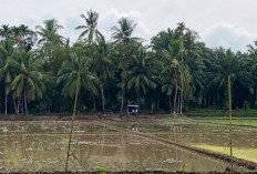 Kendala Alsintan di Bengkulu Selatan, Realisasi Tanam Padi Baru Capai 29 Hektar