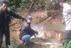 Usai Gajah, Kini Harimau Sumatera Ditemukan Mati di Mukomuko