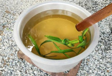 Bisa Dijadikan Obat Tradisional, Begini Cara Rebus Daun Suji dan Manfaatnya Bagi Kesehatan Tubuh