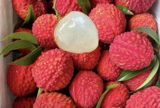 Makan Leci Terlalu Banyak? Kenali 7 Efek Samping bagi Kesehatan Tubuh di Sini