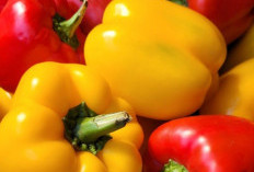 Cek di Sini! Manfaat Paprika untuk Kesehatan, Kaya Vitamin C hingga Baik untuk Mata