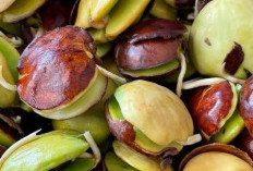 Ini Manfaat Jengkol untuk Kesehatan Tubuh, Tak Hanya Lezat Jadi Lalapan