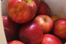 Kaya Nutrisi, Ini Buah yang Bagus untuk Kesehatan Jantung, Bisa Dikonsumsi Sehari-hari 