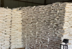 Stok Beras Bengkulu Selatan dan Kaur Aman, Bulog Siapkan 790 Ton