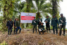Suntik Mati 186 Sawit Ilegal, Operasi Merah Putih di Bentang Seblat Resmi Berakhir