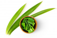 Tak hanya Pandan Wangi, Ini Ragam Jenis Daun Pandan yang Ada di Indonesia 