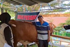 Pemprov Bengkulu Mulai Seleksi Sapi Kurban Bantuan Presiden, Bobot Minimal Harus 1 Ton
