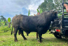 Sapi Jumbo 1 Ton dari Bengkulu Selatan Berpeluang Jadi Kurban Presiden