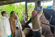 Pemeriksaan Rampung, 1.818 Hewan Kurban di Bengkulu Selatan Dinyatakan Bebas Penyakit