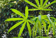 Konsumsi Daun Singkong Berlebihan Picu Tubuh Terserang Efek Samping, Ini Penjelasannya!
