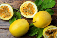 Jangan Konsumsi Berlebihan, Inilah Efek Samping Konsumsi Buah Markisa 