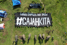 Bentang Seblat Terancam, Koalisi Desak 80 Ribu Hektare Habitat Gajah Jadi Suaka Margasatwa