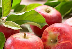 Bantu Kenyang Lebih Lama, Ini Daftar Buah yang Bagus untuk Diet dan Jaga Berat Badan