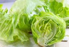 Ada Sederet Manfaat Sayur Selada untuk Kesehatan Tubuh, Yuk Konsumsi dengan Rutin!