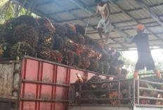 Harga TBS Merangkak Naik, Petani Sawit Seluma Kembali Aktif Panen