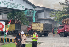 Harga TBS Sawit Bengkulu Selatan Bertahan, PT BSL Rp2.930 per Kilogram 