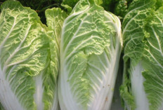 Perlu Tahu! Manfaat Sawi untuk Kesehatan, Sayuran Hijau Kaya Nutrisi yang Baik Dikonsumsi