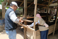 Iduladha 2026, Distan Bengkulu Selatan Verifikasi Kelayakan 896 Hewan Kurban