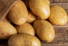 Cek di Sini! Manfaat Konsumsi Kentang untuk Kesehatan, Bisa Bikin Kenyang dan Kaya Nutrisi