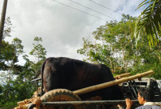 Berkah Harga Kopi Meroket, Desa Talang Empat di Seluma Cetak Rekor Potong 19 Hewan Kurban