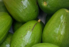 Perlu Tahu! Makanan yang Bikin Awet Muda, Kaya Nutrisi untuk Kulit dan Tubuh