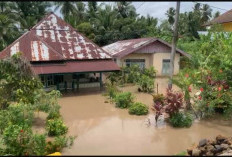 Kota Bengkulu Dikepung Banjir, BPBD Identifikasi 16 Titik Terdampak dan Pohon Tumbang