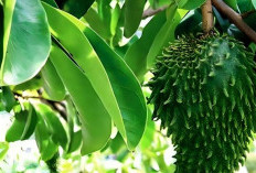 Kerap Dijadikan Obat Tradisional, Ini Segudang Manfaat Daun Sirsak untuk Kesehatan 