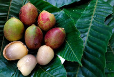 Sumber Antioksidan, Cek Disini 5 Manfaat Buah Matoa untuk Kesehatan Tubuh 
