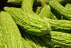 Cek Manfaat Pare untuk Kesehatan Tubuh, Sayuran Pahit yang Kaya Nutrisi