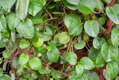 Jaga Kesehatan Tubuh dengan Mengonsumsi Daun Binahong, Cek Manfaatnya Disini!