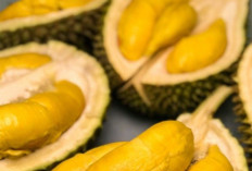 Cek 8 Manfaat Durian bagi Kesehatan Tubuh, Kaya Vitamin dan Mineral