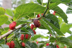 Tinggi Vitamin C, Cek Disini Manfaat Daun Murbei untuk Kesehatan Tubuh Anda!