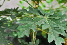 Cek Manfaat Daun Pepaya untuk Kesehatan Tubuh, Pahit tetapi Kaya Nutrisi