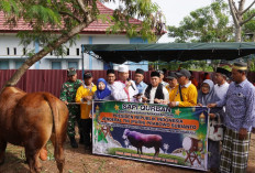 Berbobot 840 Kilogram, Sapi Kurban Bantuan Presiden Prabowo Resmi Disalurkan Pemkot Bengkulu ke Sumber Jaya