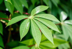 Konsumsi Daun Singkong Berlebihan Picu Asam Urat Kambuh, Cek Efek Samping Lainnya!
