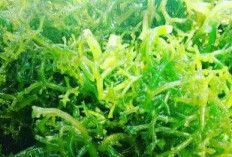 Ini Efek Samping Konsumsi Rumput Laut bagi Kesehatan, Kamu Perlu Tahu