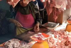 Masuki Ramadan, Harga Daging Sapi di Kota Bengkulu Naik ke Rp150 Ribu dan Ayam Rp45 Ribu per Kg
