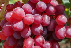 Manis dan Kaya Antioksidan, Cek Manfaat Buah Anggur untuk Kesehatan, Konsumsi Secukupnya