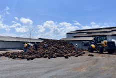 Anjlok hingga Rp1.950 per Kg, Harga TBS Sawit di Seluma Terjun Bebas