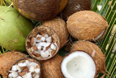 Bantu Menjaga Kelembapan Alami, Ini Manfaat Kelapa untuk Kecantikan Kulit, Cek di Sini