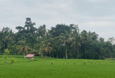 Sawah 72 Hektare Terancam, Bupati Bengkulu Selatan Instruksikan Perbaikan Irigasi Muara Payang